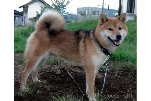 成約済の埼玉県の柴犬-189421の3枚目